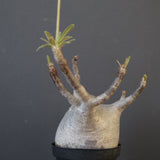 P.グラキリス 2096