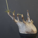 P.グラキリス 2096