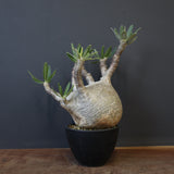 P.グラキリス 1234【綴化】