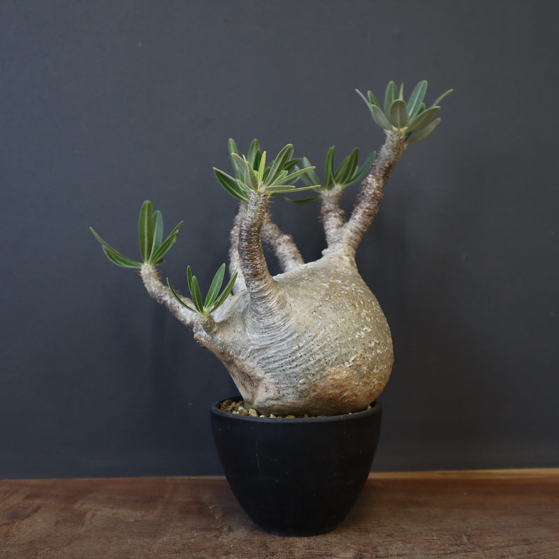 【非売品株放出/コレクター向け/扇状/綴化】 パキポディウム グラキリス 非売品株放出/コレクター向け/扇状/綴化】 パキポディウム