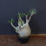 P.グラキリス 1234【綴化】