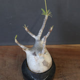 P.グラキリス 2096