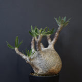 P.グラキリス 1234【綴化】