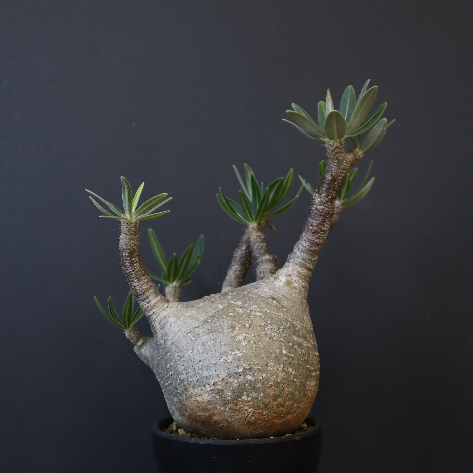 GIRUVI Pachypodium Gracilius グラキリス Pachypodium Gracilius - パキポディウム・グラキリス – VALIANT