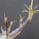 P.グラキリス 2096