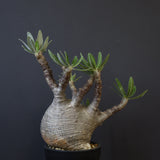 P.グラキリス 1234【綴化】