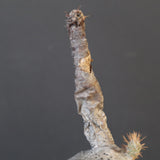 P.グラキリス 2096