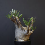 P.グラキリス 1234【綴化】