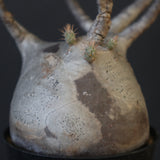 P.グラキリス 2096