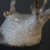 P.グラキリス 2096