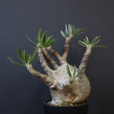 P.グラキリス 1234【綴化】