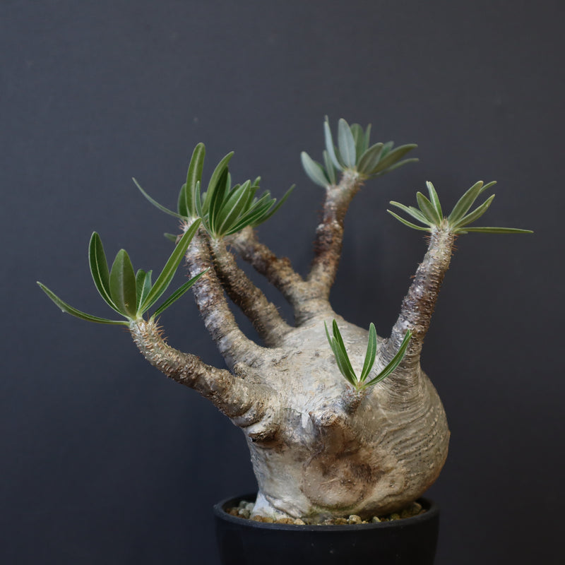 P.グラキリス 1234【綴化】 – TaiShoDo ONLINE SHOP