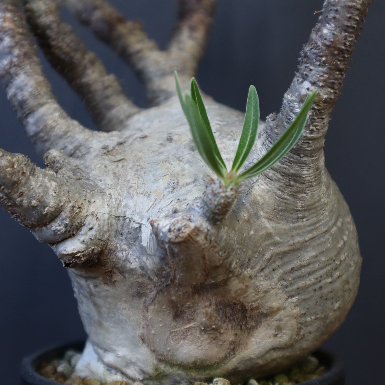 P.グラキリス 1234【綴化】 – TaiShoDo ONLINE SHOP