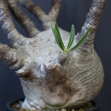 P.グラキリス 1234【綴化】