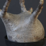 P.グラキリス 2096