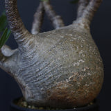 P.グラキリス 1234【綴化】