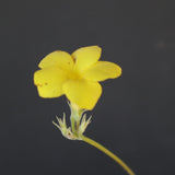 P.グラキリス 2096