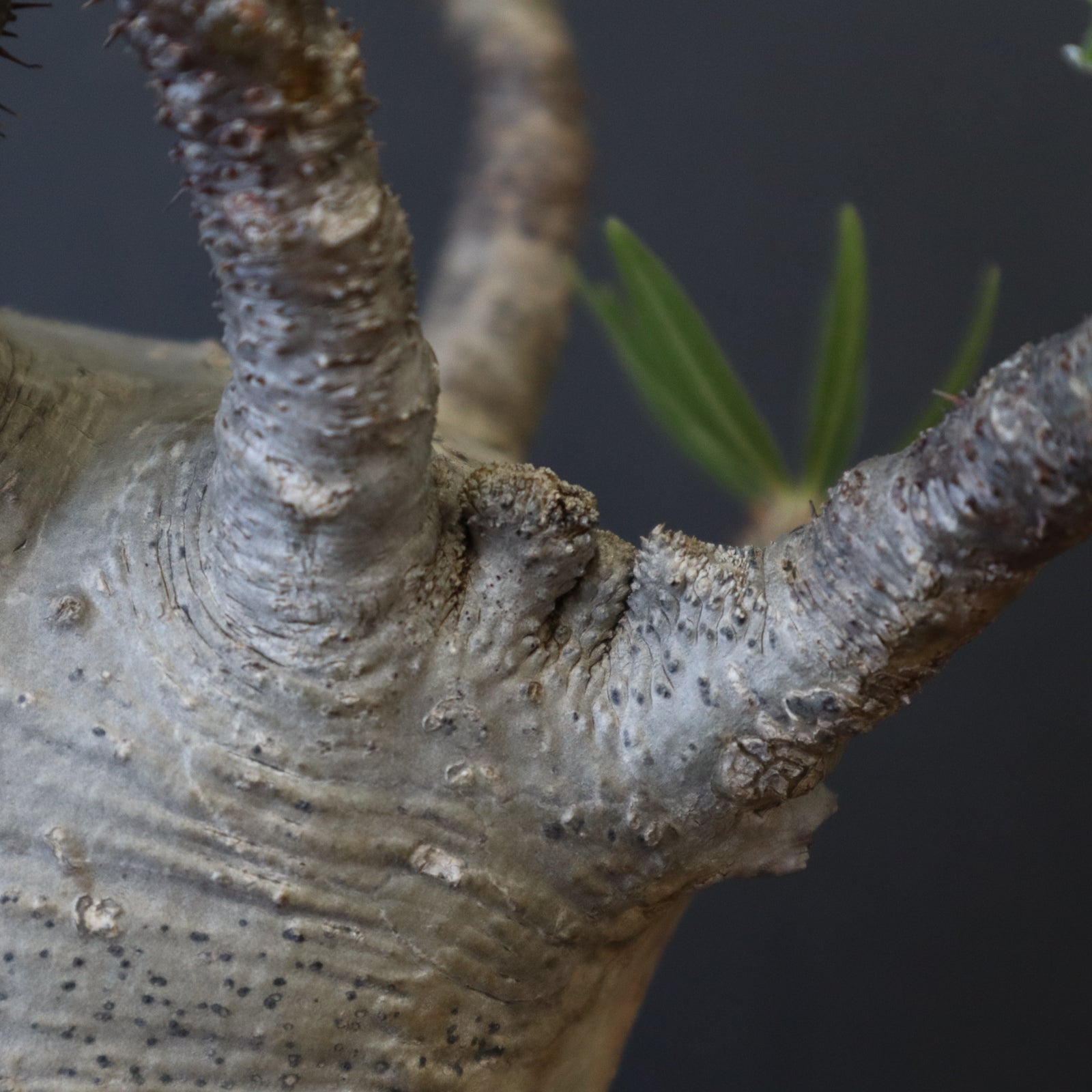 P.グラキリス 1234【綴化】 – TaiShoDo ONLINE SHOP