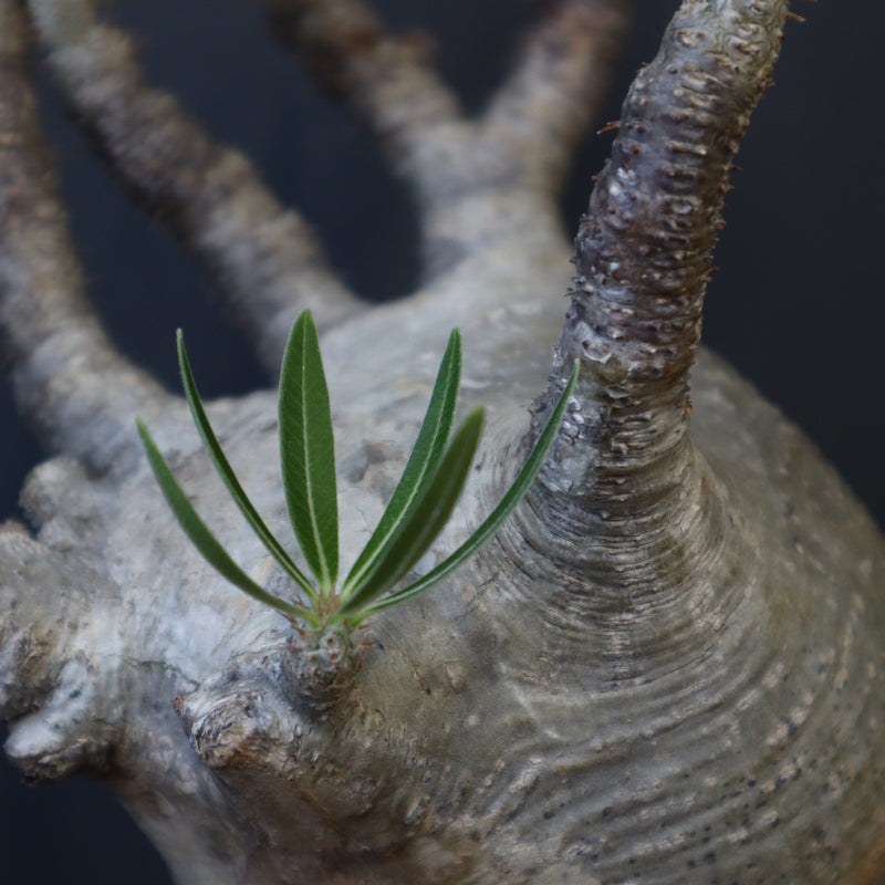 てつ様　グラキリス TheCodexMan』シリーズにおいて1番最初に制作したのはグラキリス