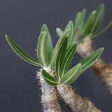 P.グラキリス 1234【綴化】