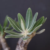 P.グラキリス 1234【綴化】