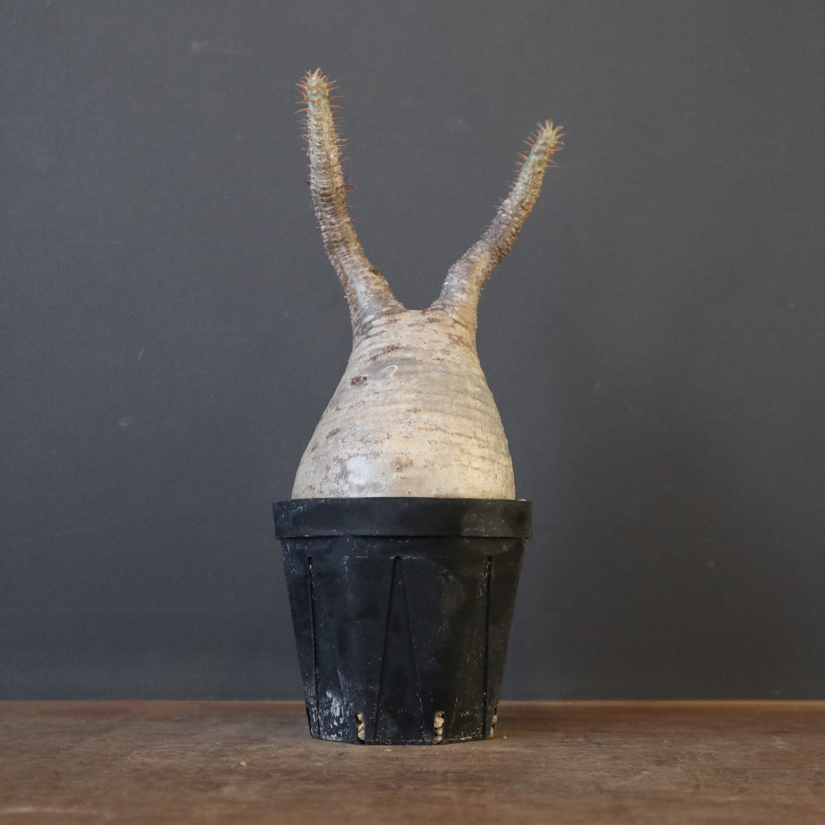 塊根植物 – 7ページ目 – TaiShoDo ONLINE SHOP