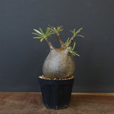 P.グラキリス C19