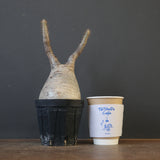 P.グラキリス 2115