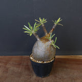 P.グラキリス C19