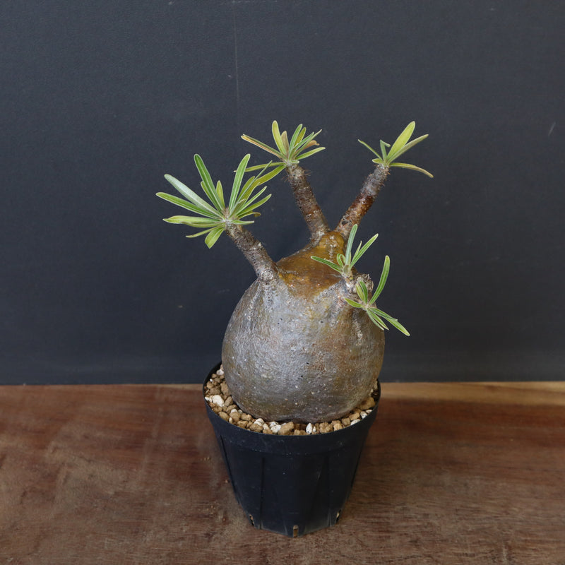 P.グラキリス C19