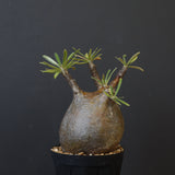 P.グラキリス C19