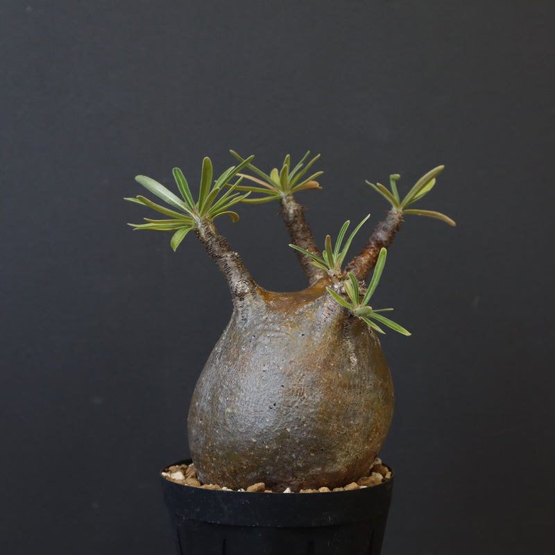 P.グラキリス C19