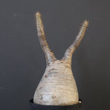 P.グラキリス 2115