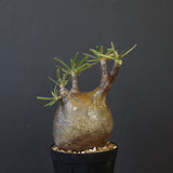 P.グラキリス C19