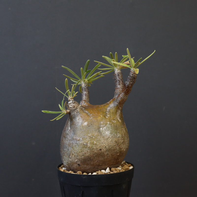 P.グラキリス C19