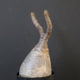 P.グラキリス 2115