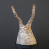 P.グラキリス 2115