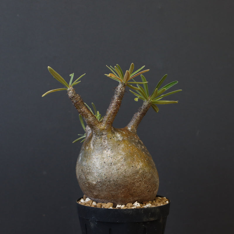 P.グラキリス C19