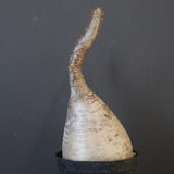 P.グラキリス 2115