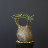 P.グラキリス C19