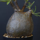 P.グラキリス C19