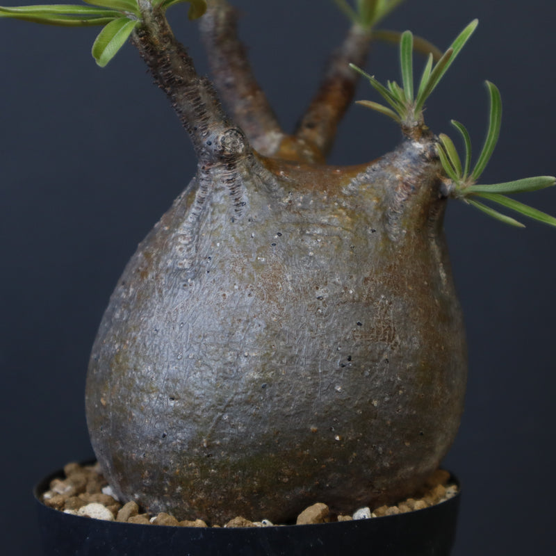 P.グラキリス C19