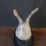 P.グラキリス 2115