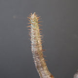 P.グラキリス 2115