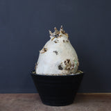 C.セイチアナ　3