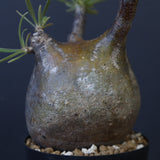 P.グラキリス C19