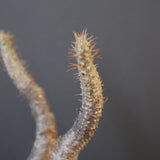 P.グラキリス 2115