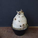 C.セイチアナ　3