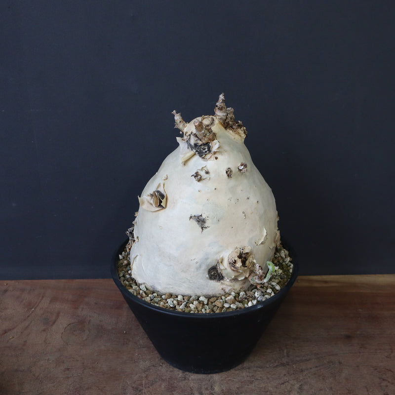 C.セイチアナ　3