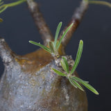 P.グラキリス C19